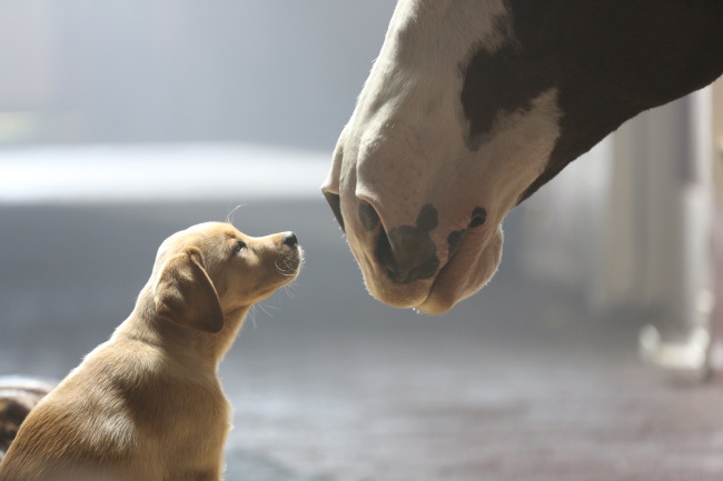 Budweiser's touching commercial appealed to the public's love of puppies.
