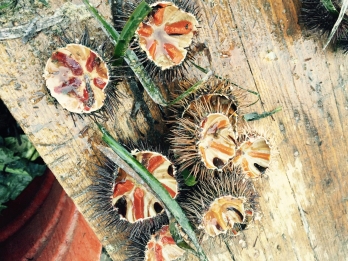 Sea Urchins, along with clams and swordfish, are abundant in Sicilian Markets.