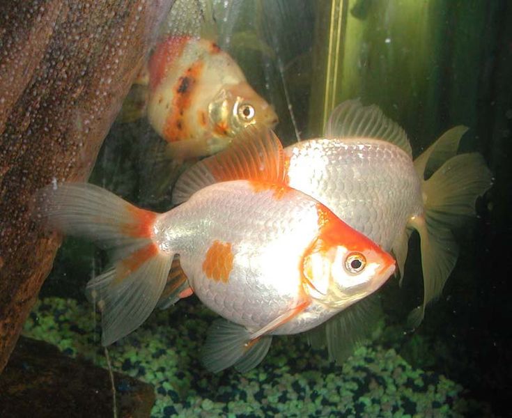 Why Your Goldfish Is More Attentive Than You