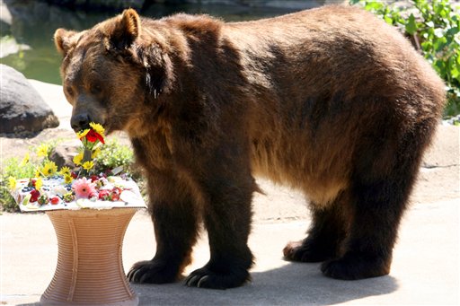 Despite its long and honorable past, pranksters inundate the Bronx Zoo with prank calls every April Fools’ Day, asking to talk to people such as Grizz Lee Bear. Mary Altaffer/AP